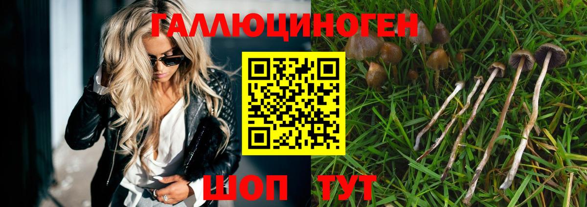 Псилоцибиновые грибы Psilocybe Лесозаводск